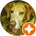 Ore Vizsla profile picture